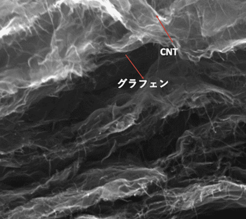 走査電子顕微鏡（SEM）画像